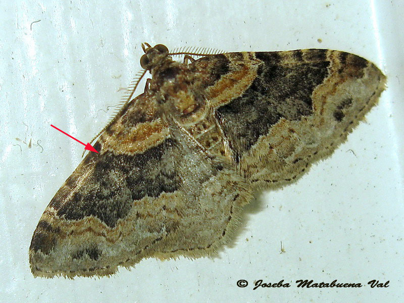 Xanthorhoe ferrugata macho - Geometridae